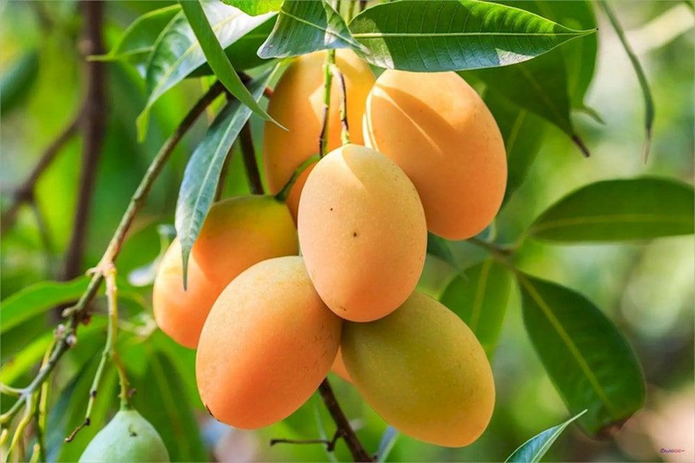 Ripe mango is sweet and can be the main ingredients in many dessert dishes